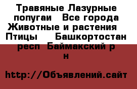 Травяные Лазурные попугаи - Все города Животные и растения » Птицы   . Башкортостан респ.,Баймакский р-н